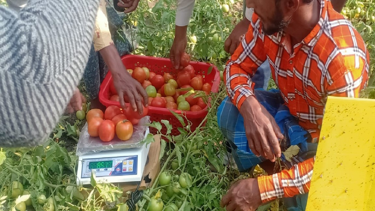 Demonstration on Tomato